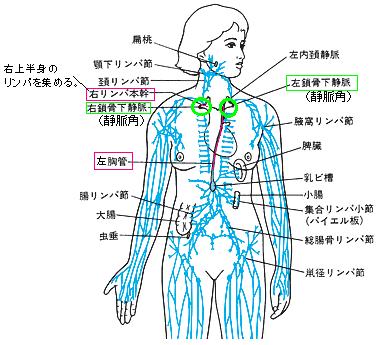 結局 リンパの最終出口ってどこよ エリ先生は魔女 免疫アップ看護師サロン Asante アサンテ